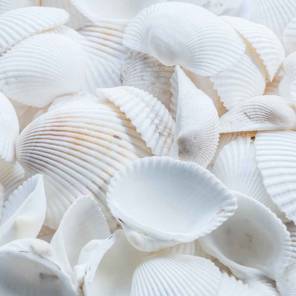 close up photography of white shells